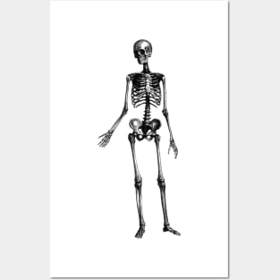 Human Body - Skeleton Posters and Art